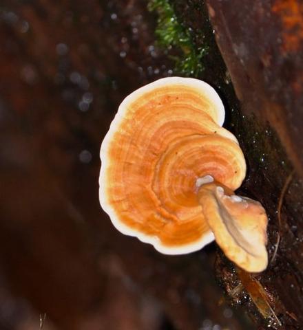 Rigidoporus sp.-3.jpg